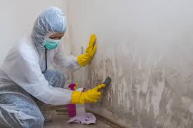 Professional Mold Removal in Chillicothe, OH